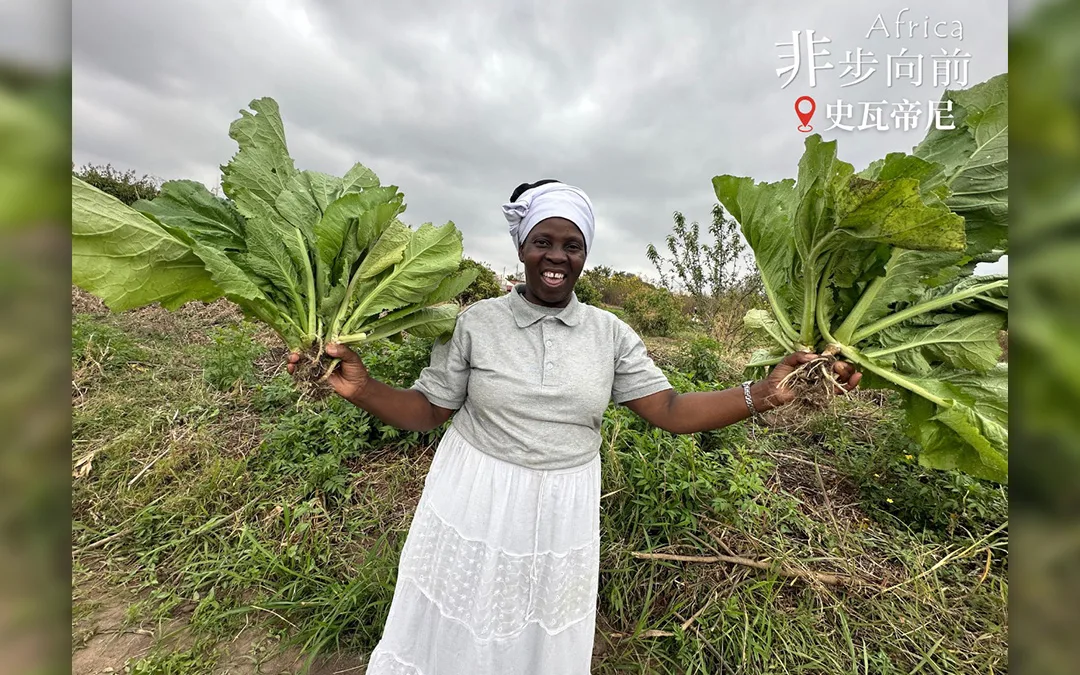 Day16 | 一株青菜的力量