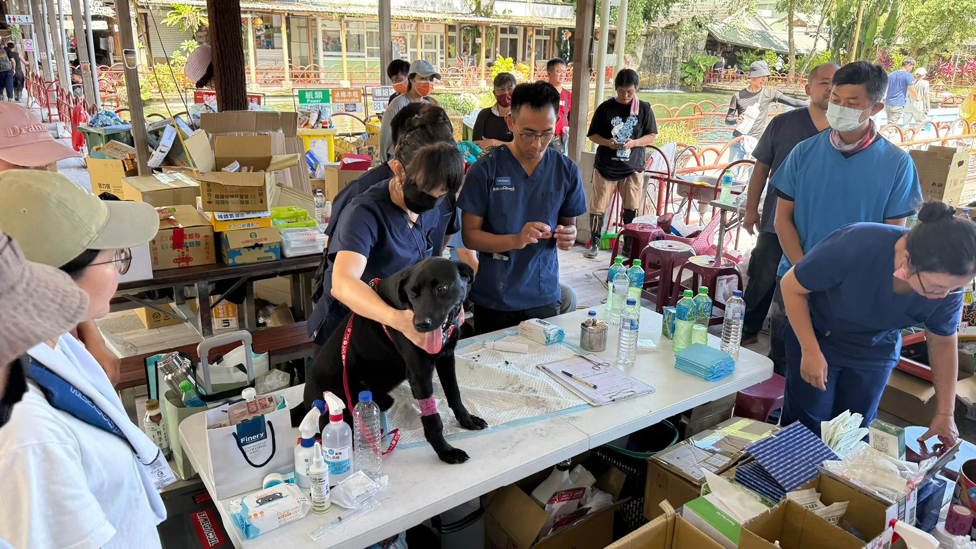 花蓮縣政府攜手公會與協會啟動光復災區犬貓義診服務